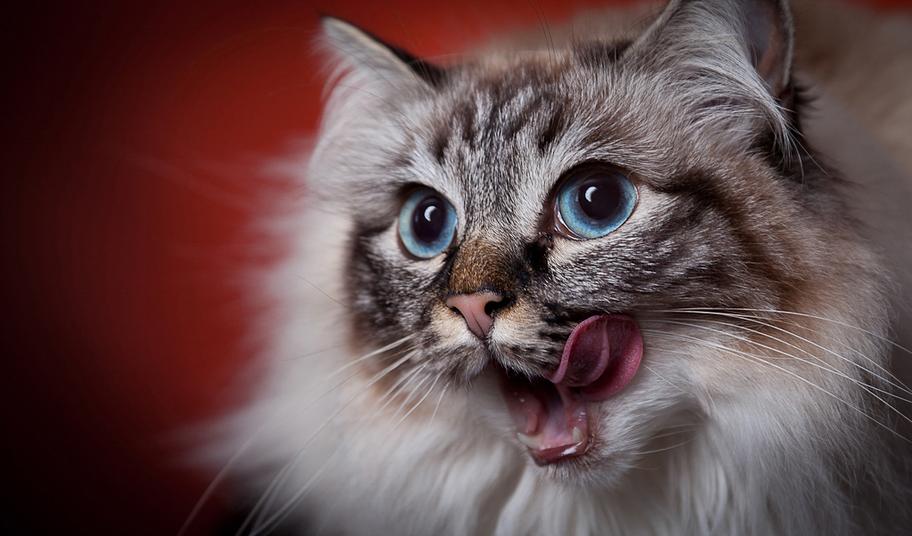 A cat licking its lips